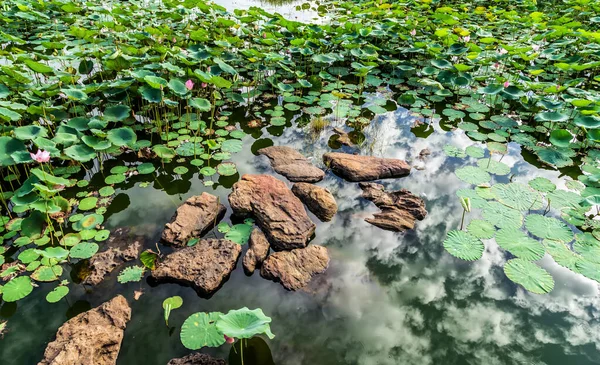 Bahçe havuzunda su gibi