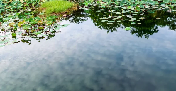 Grüne Blätter Seerose Oder Lotusreflexion Teich — Stockfoto