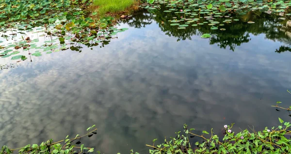 Seerose Nuphar Lutea Auf Dem Japanischen Teich — Stockfoto