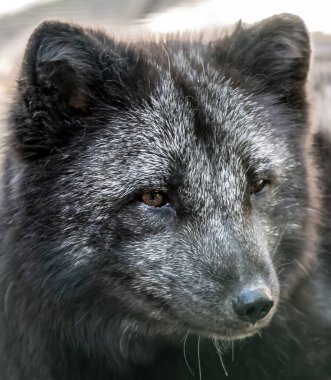 Kara kutup tilkisi kameraya bakıyor