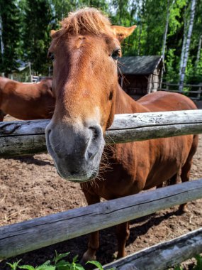 at portresi kameraya bakıyor