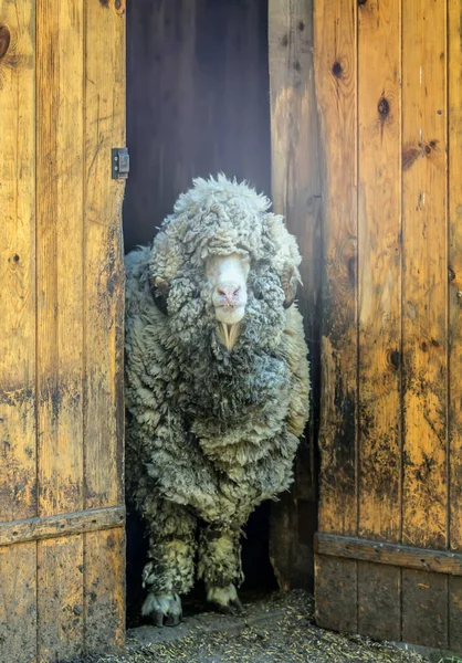 Schafe Blicken Bauernhof Wolle Herde Auf Kamera — Stockfoto