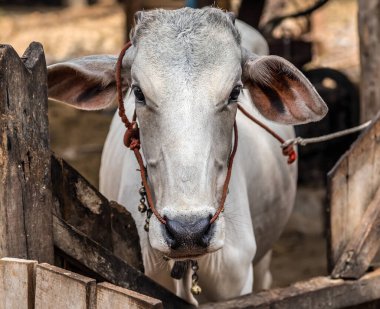 Mutlu Çin Yeni Yılı 2021, öküz yılı