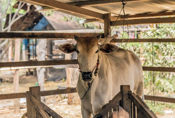 Livestock Head Cattle Farm — Stock Photo, Image