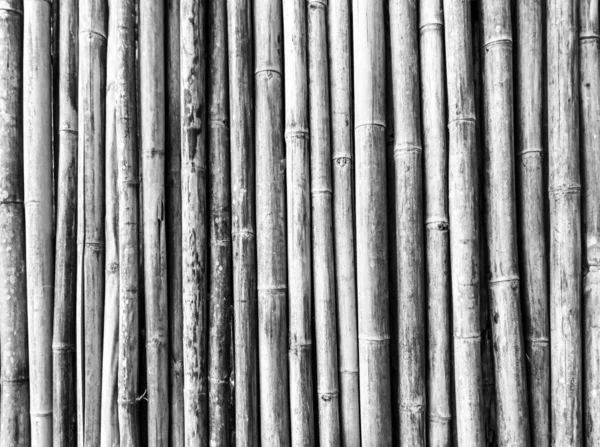 Weiß Lackierte Bambus Textur Wand Gewaschenes Holz — Stockfoto