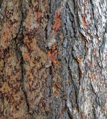 Korteks çam ağacının soyut kahverengi ağaç kabuğu dokusu