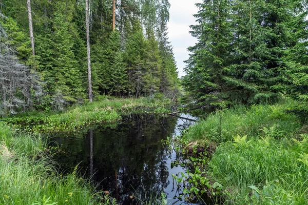 Staw Leśny Woodland Krajobraz Rzeka Park Zielony Tło Krajobraz Dekoracje — Zdjęcie stockowe