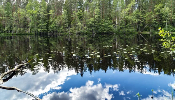 Schöne Waldlandschaft Naturlandschaft Teichwald Himmel Spiegelung — Stockfoto