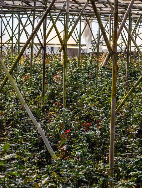 Cultivation Flower Greenhouse Cut Harvesting — Stock Photo, Image