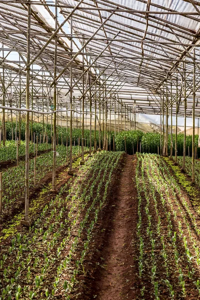 Invernadero Plantado Cultivo Verduras — Foto de Stock