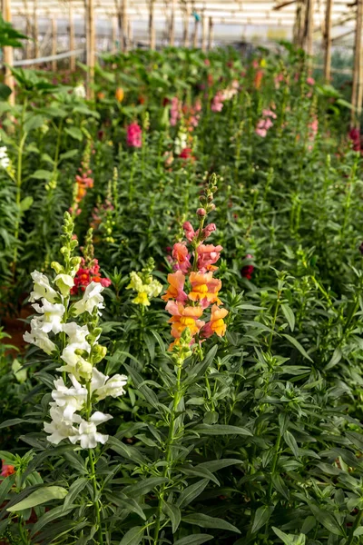 Вирощування Квітів Рослин Тепличні Ботанічні Садові Збирання — стокове фото