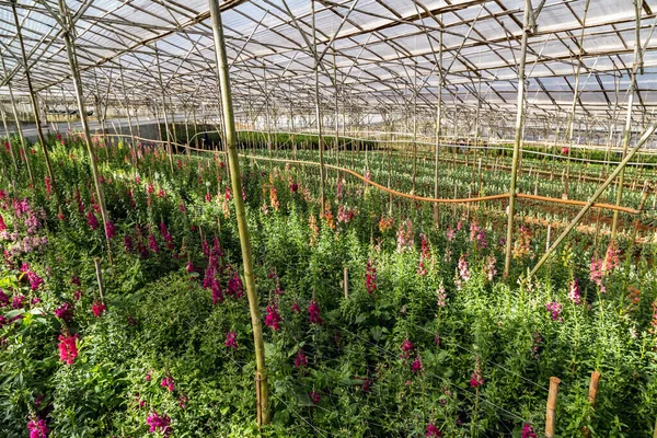 Carnations Flowers Grow Harvesting Care Dianthus Greenhouse — Stock Photo, Image