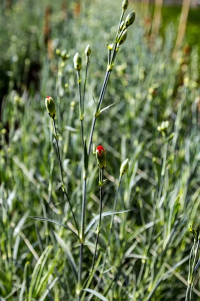 Garofani Fiori Crescono Cura Dianthus Nella Raccolta Serra — Foto Stock