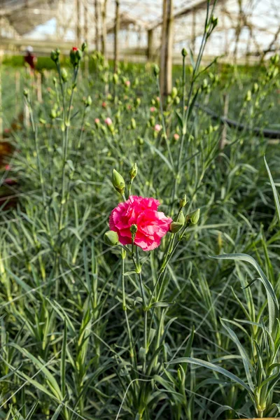 康乃馨美丽的花朵在温室里照料菊花 — 图库照片