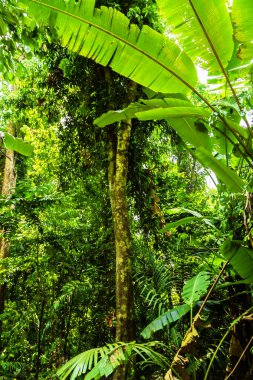 Güzel ilkbahar manzarası Yeşil orman yaprakları