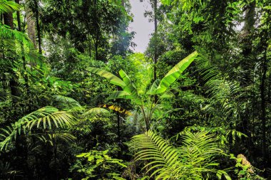 Yağmur ormanları, orman manzarası