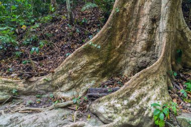 Amazon Büyük ceiba, kapok Ağacı Kök Ormanı manzaralı arka plan Büyük ağaçlar
