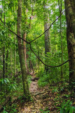 Orman bitkileriyle tropikal arka plan