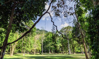 Manzaralı yeşillik Tropikal Orman Ulusal Parkı 'nda