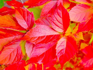 Sonbahar kırmızı yaprakları güzel sonbahar arkaplanı