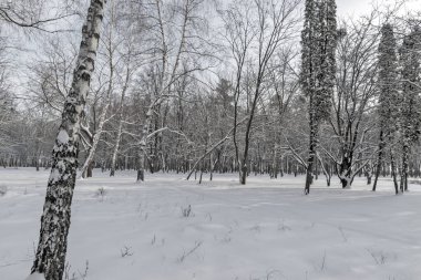 Beyaz Birch 'ün panoramik manzarası. Kış kar manzarası. Kış ağaçlarının panoramik manzarası. Kışın karlı kara yolu. Kış ormanlarının panoramik manzarası.. 