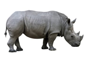 Gergedan burnu beyaz arka planda izole edilmiş iki boynuz.