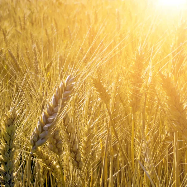 コムギ収穫畑の穀物 Barley — ストック写真