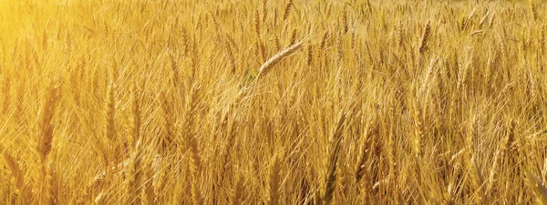 Field Wheat Grain Cereal Farm Sunset Sunshine Sunrise Farmland Landscape — Stock Photo, Image