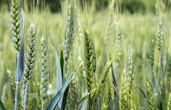 Landscape Summer Field Ripe Rye Scene Agriculture — Stock Photo, Image