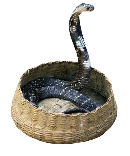 King Cobra Taniec Snake Charmer Izolowane Nad Białym Obrazek Stockowy