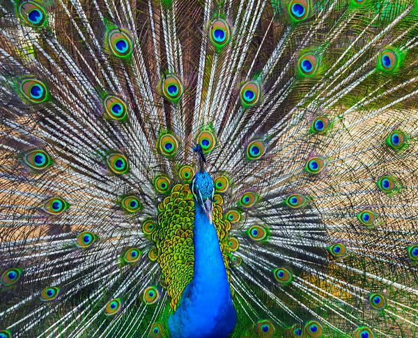 Blue Peafowl Displaying Tail Peacock Feathers — Stock Photo, Image
