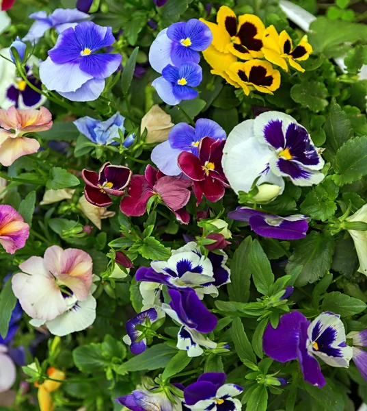 Blommor bakgrund — Stockfoto