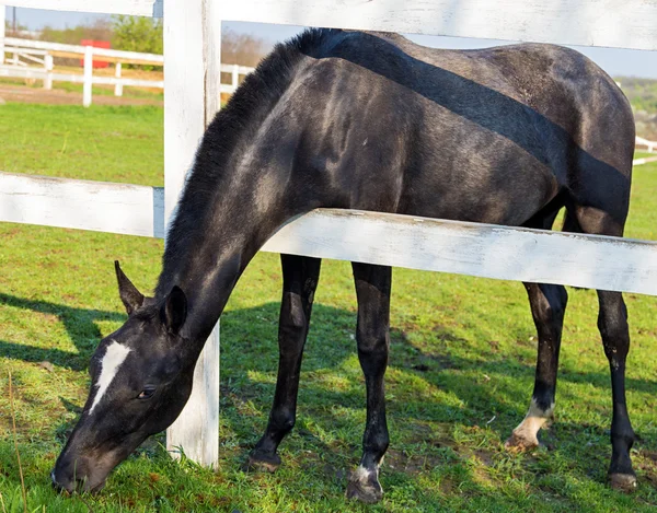 Cavallo su rancho — Foto Stock