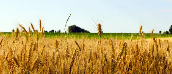 Wheat field — Stock Photo, Image