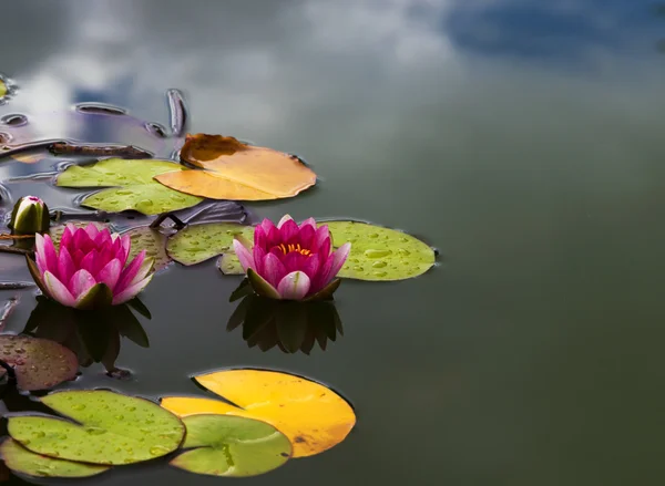 Pink Lotus — Stock Photo, Image