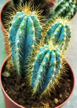 kaktüsler pot doğa arka planda ayarlamak