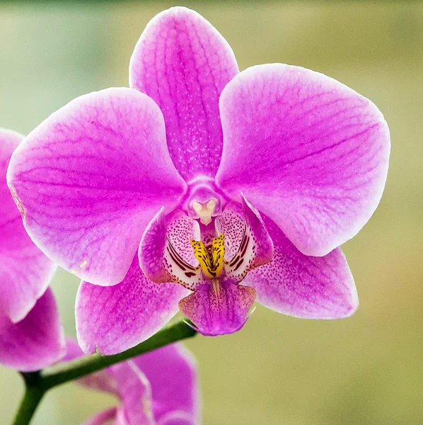 Branch orchids — Stock Photo, Image