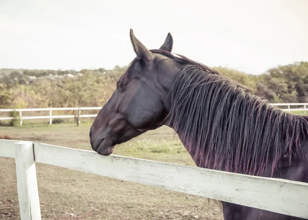 Retrato de un caballo, Estilo retro vintage . — Foto de Stock