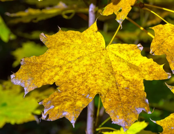 Hermosas hojas coloridas de otoño — Foto de Stock