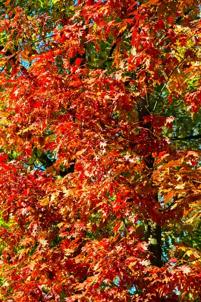 Falling Leaf Frame — Stock Photo, Image