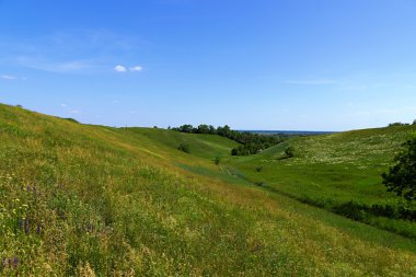 Çiçek tarlasıyla manzara