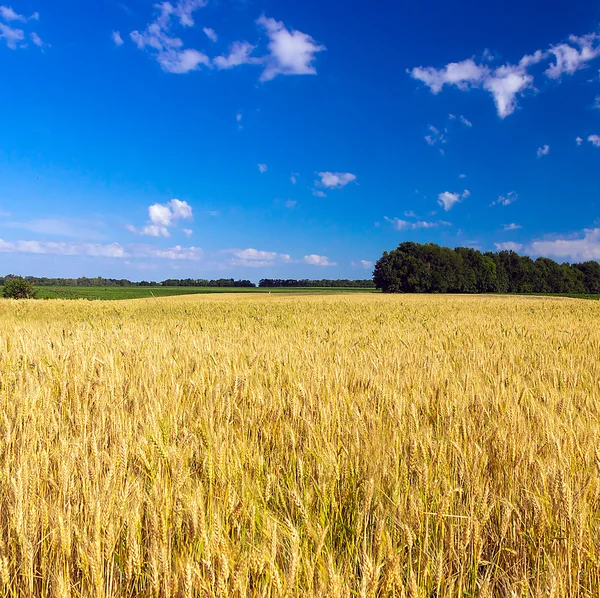 밀밭 — 스톡 사진