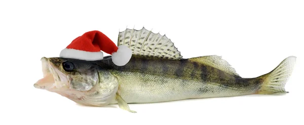 Santa hat in Walleye — Stock Photo, Image