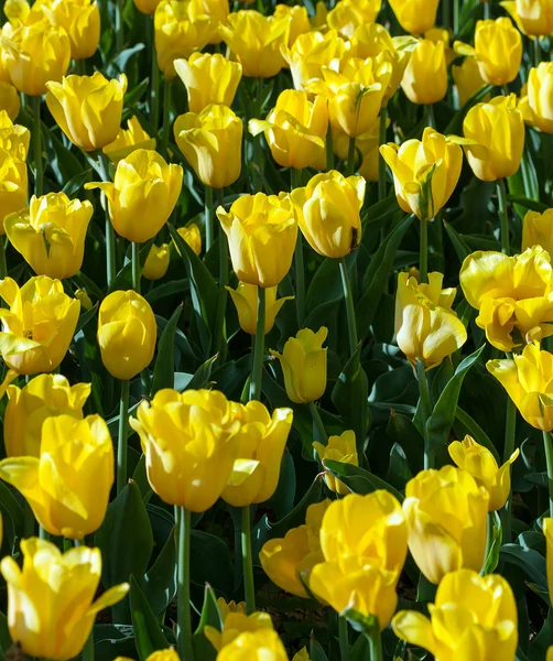 黄色的郁金香 — 图库照片