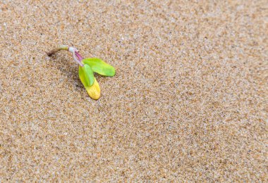 yeni bir hayat büyüyen bitki