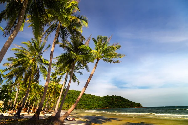 Palm Trees landscape — Stock Photo, Image