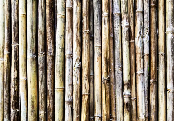 Bamboo wall — Stock Photo, Image