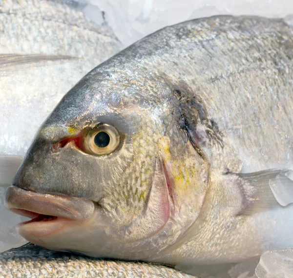 Frischer Dorado-Fisch auf Eis — Stockfoto