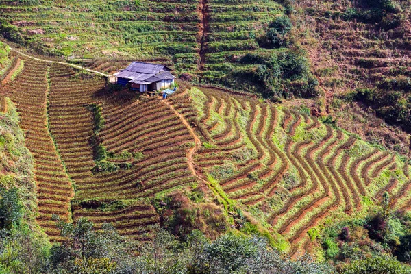 Campos de arroz em terraced Vietnã — Fotografia de Stock