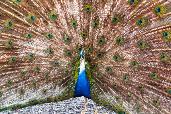 Peacock — Stock Photo, Image